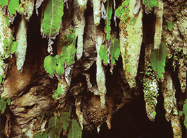 Gunung Mulu National Park Flora & Fauna