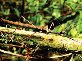 Gunung Mulu National Park Forest Activities / Natural Walks