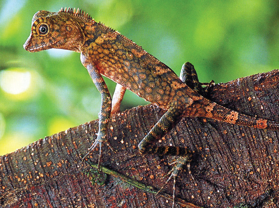 Gunung Mulu National Park Forest Activities / Natural Walks